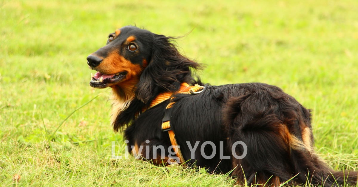 【15歳ミニチュアダックス】若い頃に数十種類試して最終的に行き着いた”たった一つのフード”