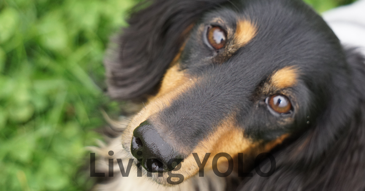 「愛犬にいくらかける？」私が愛犬ラルに年間40万円使う理由